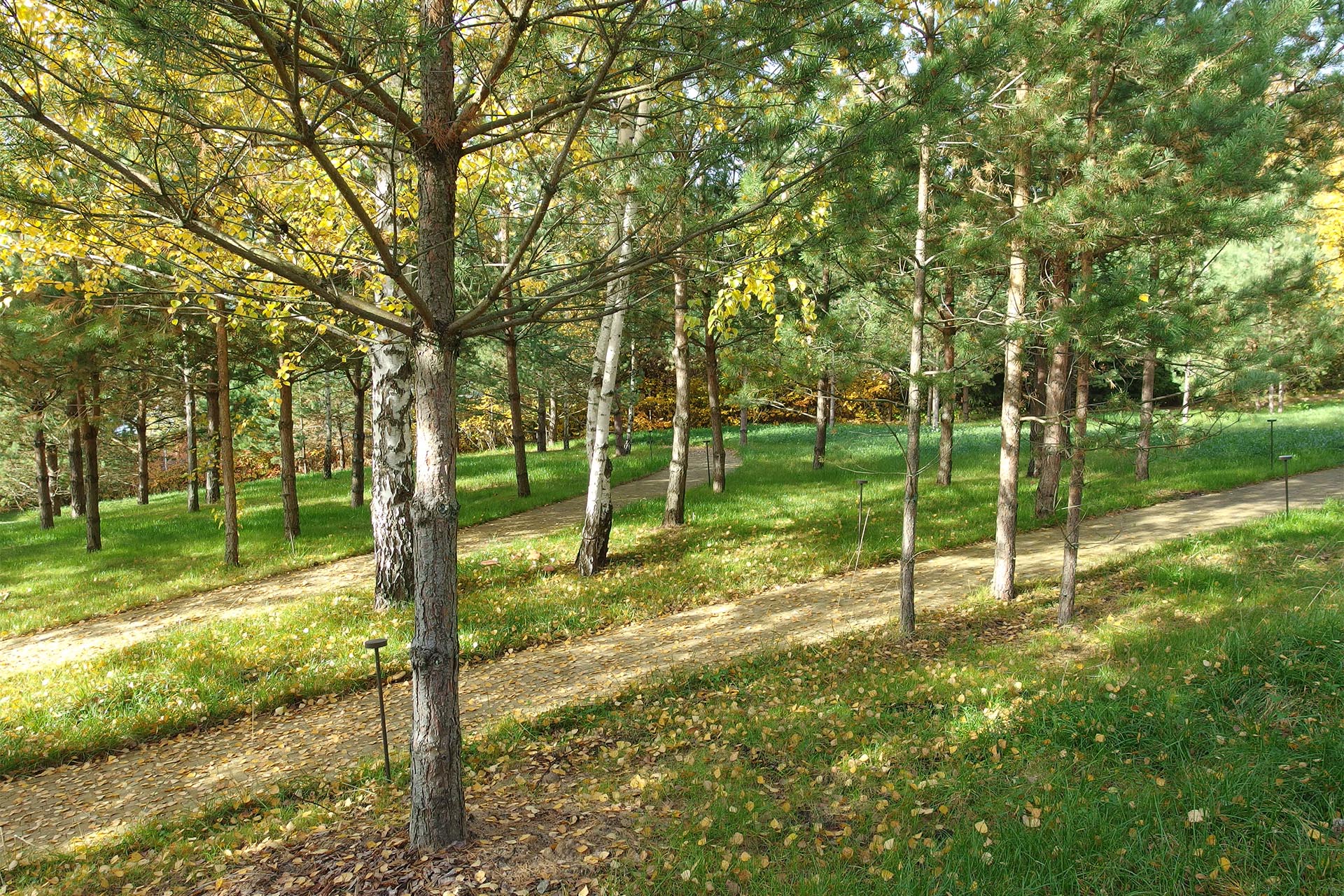 Djao-Rakitine Bois féerique, Région de Moscou